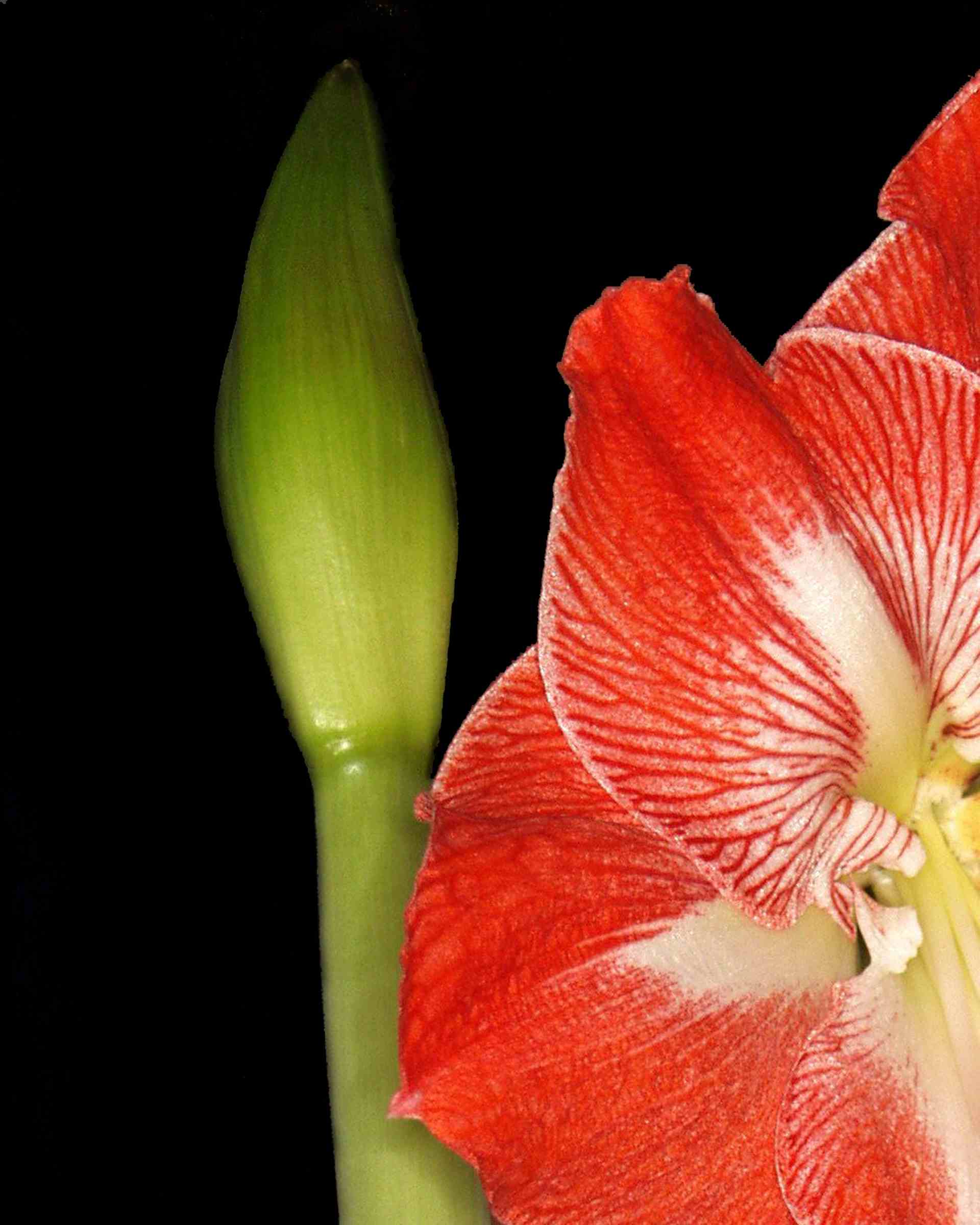 Posadź hippeastrum-image