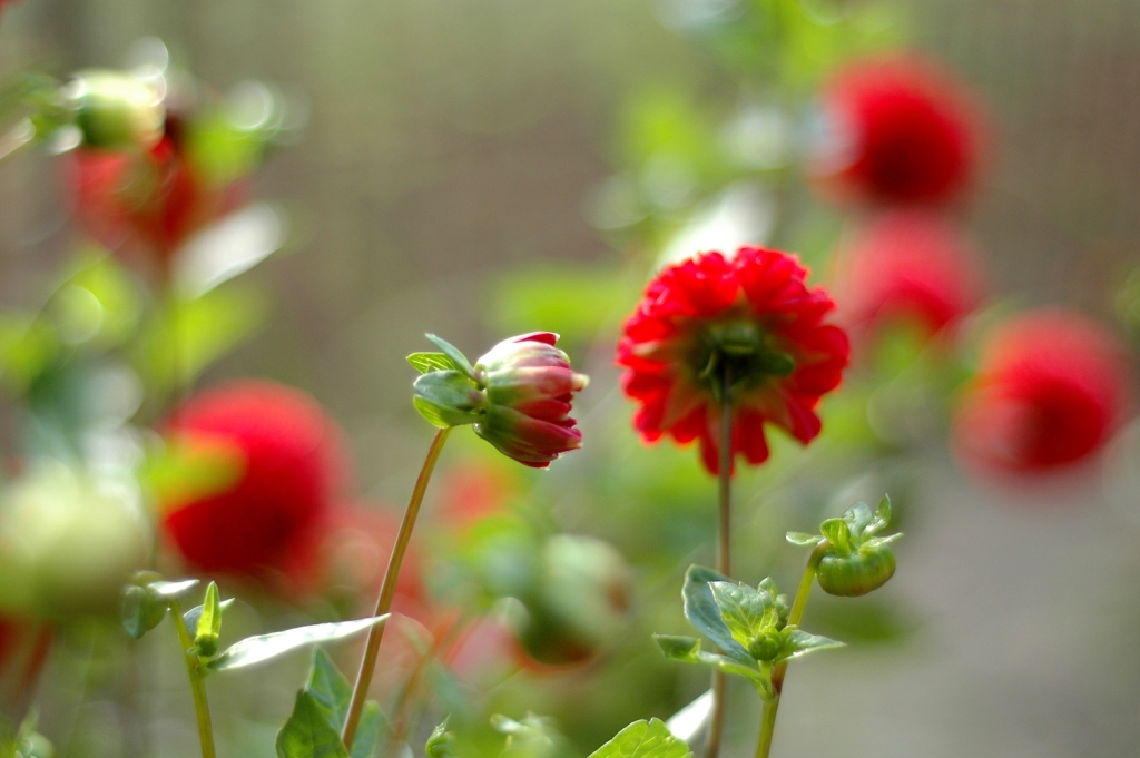 How to grow dahlias from seed