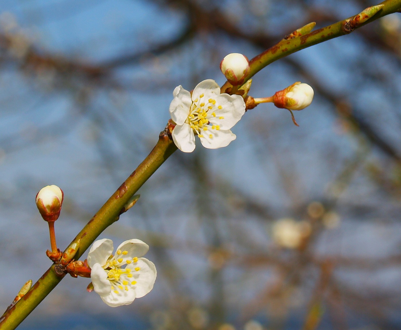 Domowe pędzenie gałązek drzew i krzewów kwitnących wiosną-image