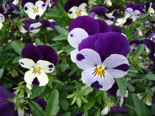 Pansy-image