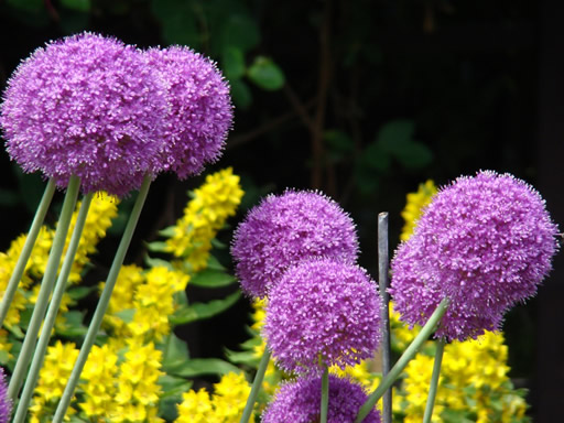Ornamental onion-image