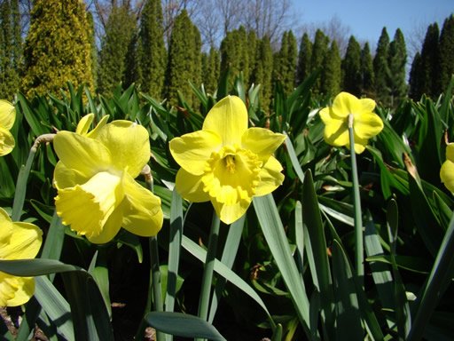 Daffodil-image