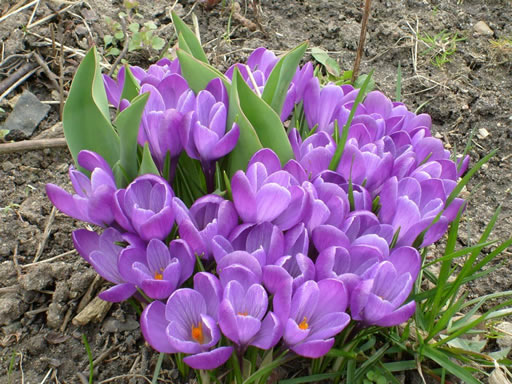 Crocus-image