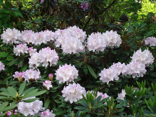 Rhododendron-image