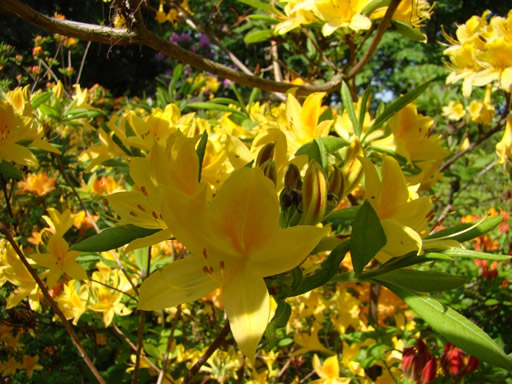 Rhododendron-image