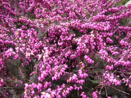 Heath-image